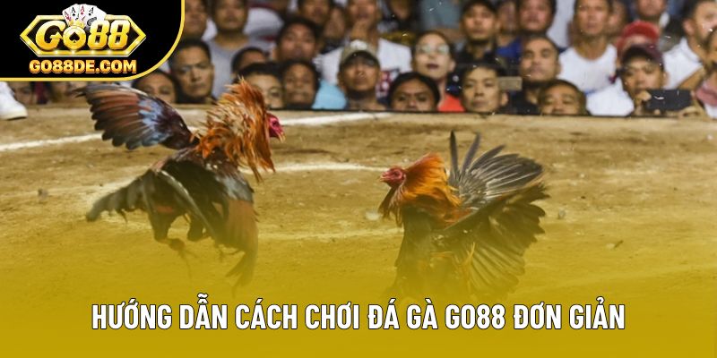 Hướng dẫn cách chơi đá gà GO88 đơn giản