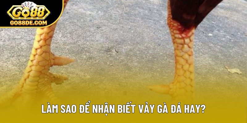 Làm sao để nhận biết vảy gà đá hay?