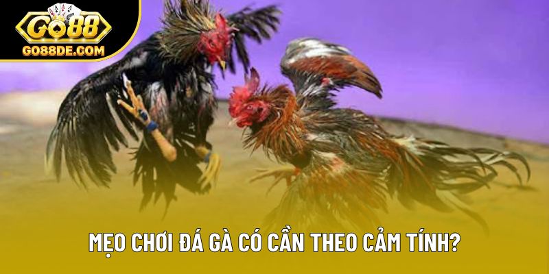 Mẹo chơi đá gà có cần theo cảm tính?