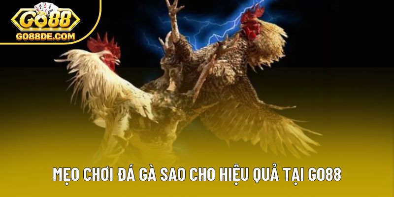 Mẹo chơi đá gà sao cho hiệu quả tại GO88