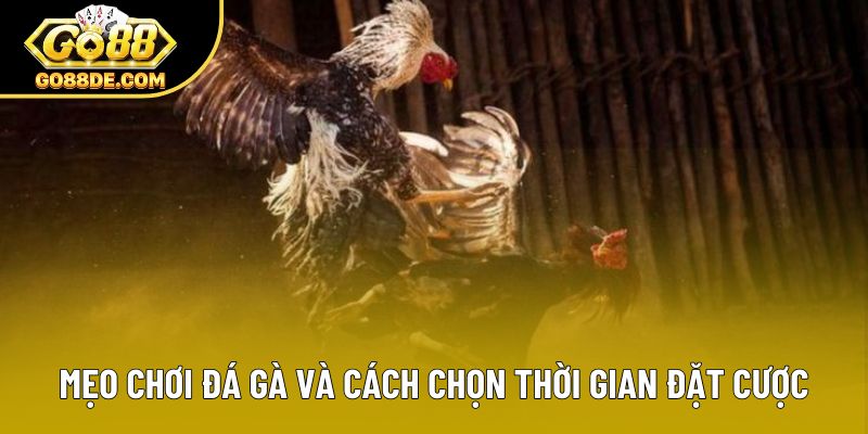 Mẹo chơi đá gà và cách chọn thời gian đặt cược