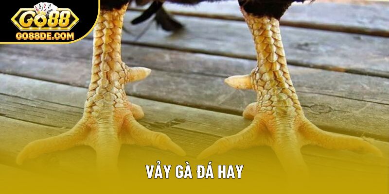 Loại Vảy Gà Đá Hay Và Cách Nhận Biết Cho Người Mới Bắt Đầu