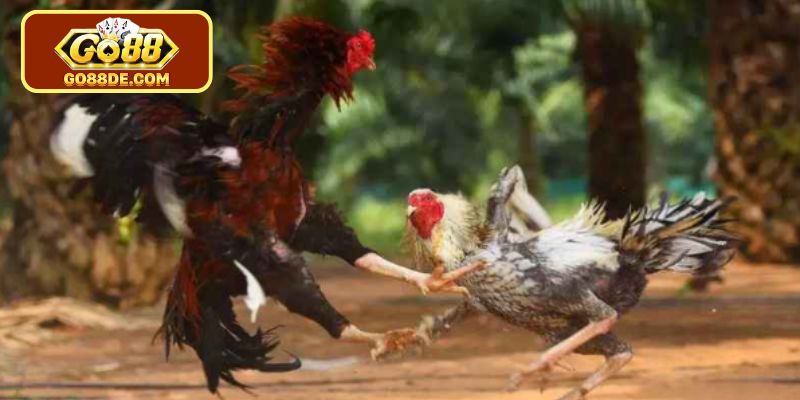 Bí quyết soi kèo đấu trường chuyên nghiệp