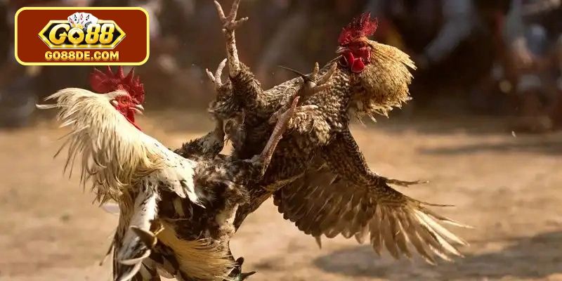 Đặc điểm ưu việt của gà cựa sắt Thomo