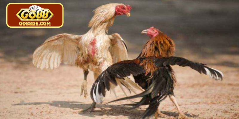 Lợi thế khi tham gia cá cược trực tuyến